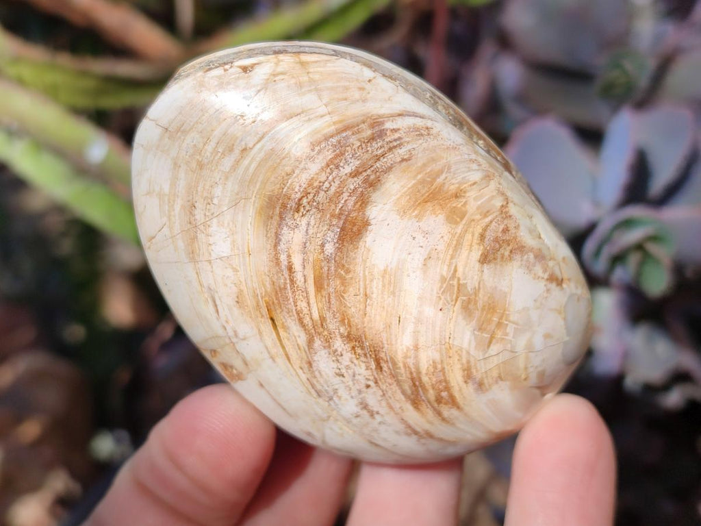 Polished Trigonia Bivalve Fossil Clams x 9 From Maintirano, Madagascar - Toprock Gemstones and Minerals 
