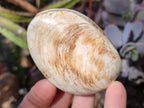 Polished Trigonia Bivalve Fossil Clams x 9 From Maintirano, Madagascar - Toprock Gemstones and Minerals 