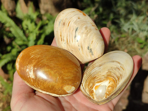 Polished Trigonia Bivalve Fossil Clams x 9 From Maintirano, Madagascar - Toprock Gemstones and Minerals 