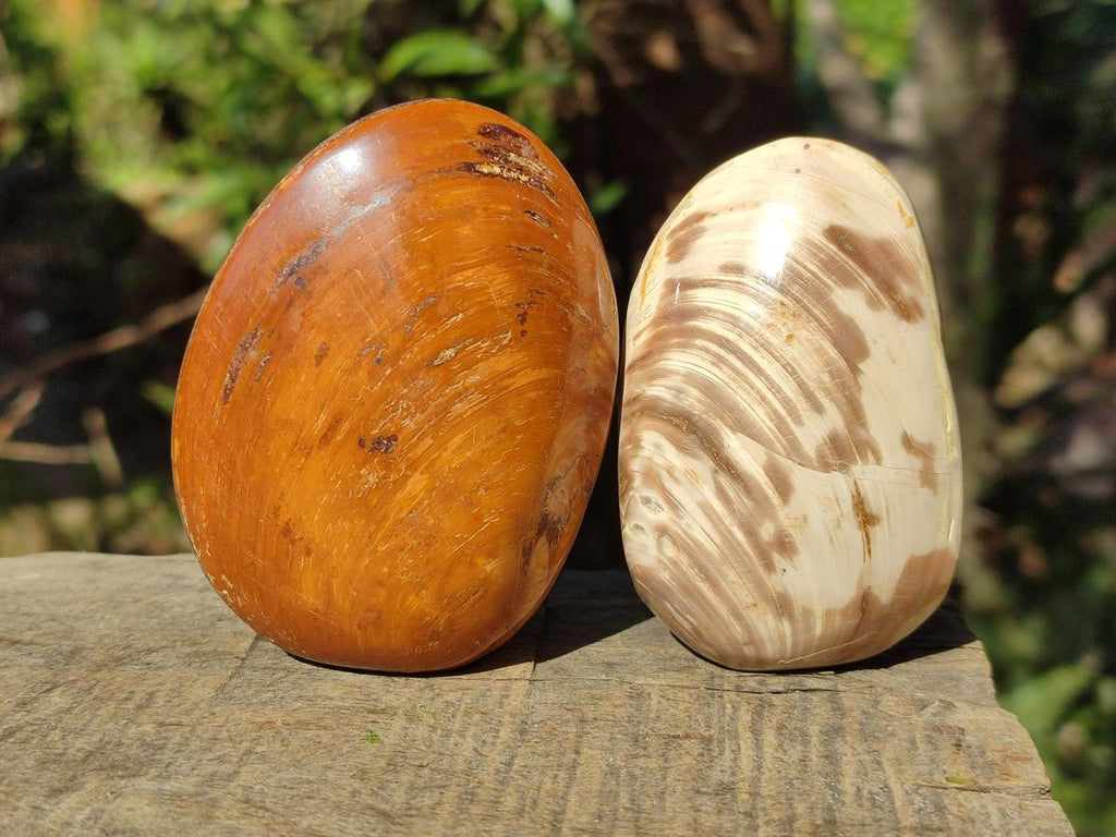 Polished Trigonia Bivalve Fossil Clams x 9 From Maintirano, Madagascar - Toprock Gemstones and Minerals 