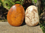 Polished Trigonia Bivalve Fossil Clams x 9 From Maintirano, Madagascar - Toprock Gemstones and Minerals 