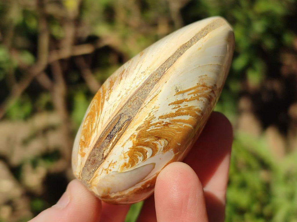 Polished Trigonia Bivalve Fossil Clams x 9 From Maintirano, Madagascar - Toprock Gemstones and Minerals 