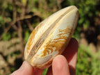Polished Trigonia Bivalve Fossil Clams x 9 From Maintirano, Madagascar - Toprock Gemstones and Minerals 