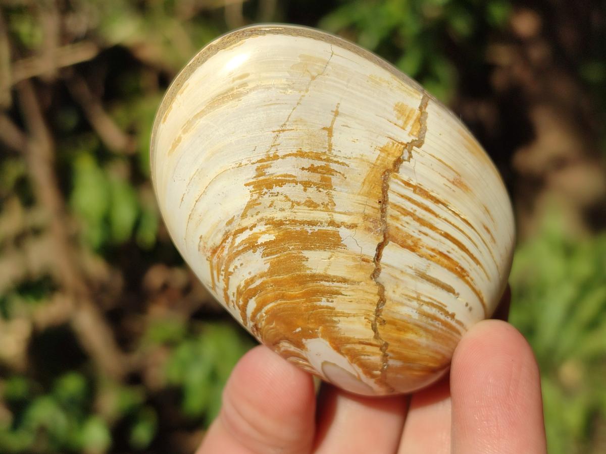 Polished Trigonia Bivalve Fossil Clams x 9 From Maintirano, Madagascar - Toprock Gemstones and Minerals 