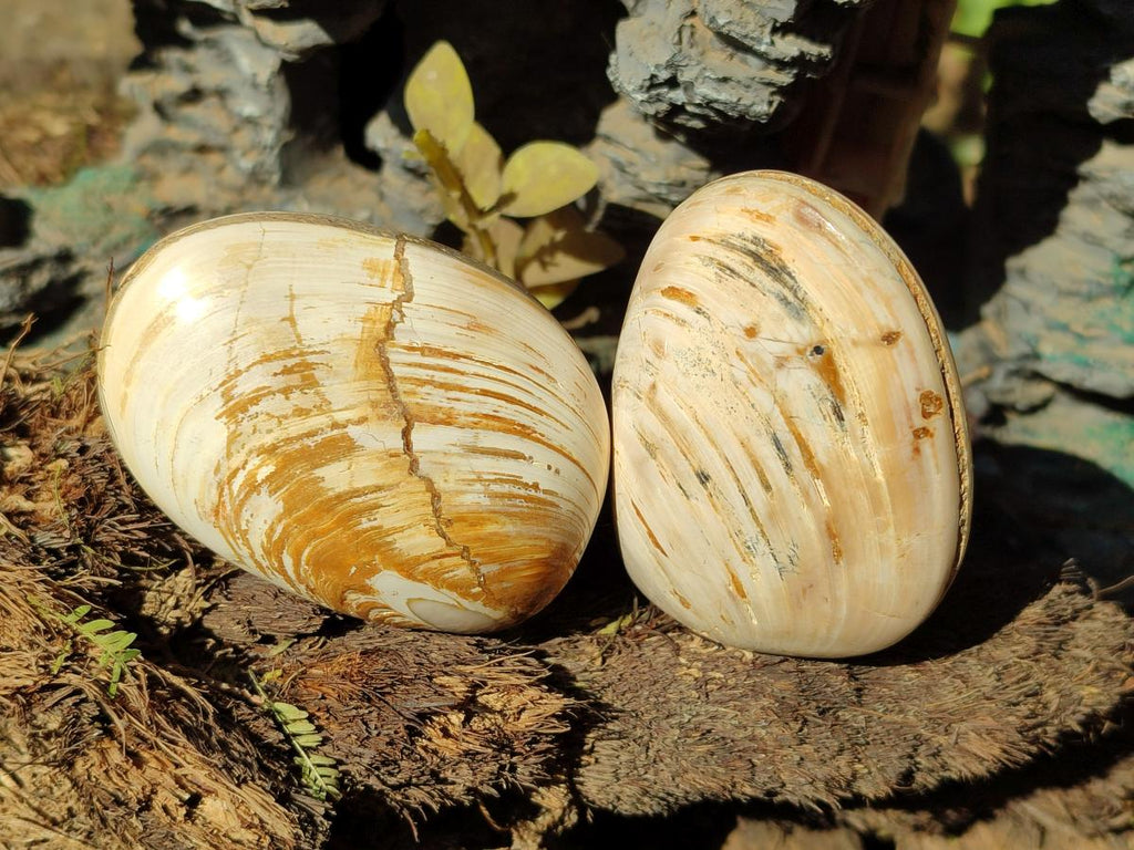 Polished Trigonia Bivalve Fossil Clams x 9 From Maintirano, Madagascar - Toprock Gemstones and Minerals 