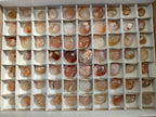 Polished Small Flower Agate Jewellery Free Forms x 70 From Antsahalova, Madagascar - Toprock Gemstones and Minerals 