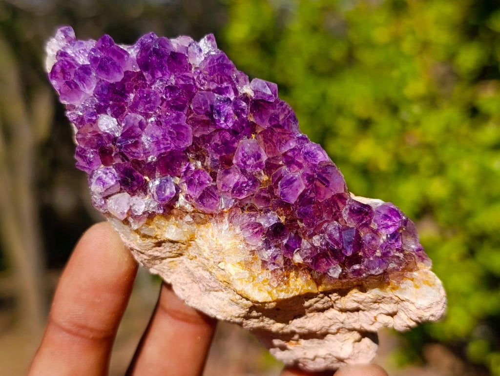 Natural Dark Purple Amethyst Clusters x 12 From Boekenhouthoek, South Africa