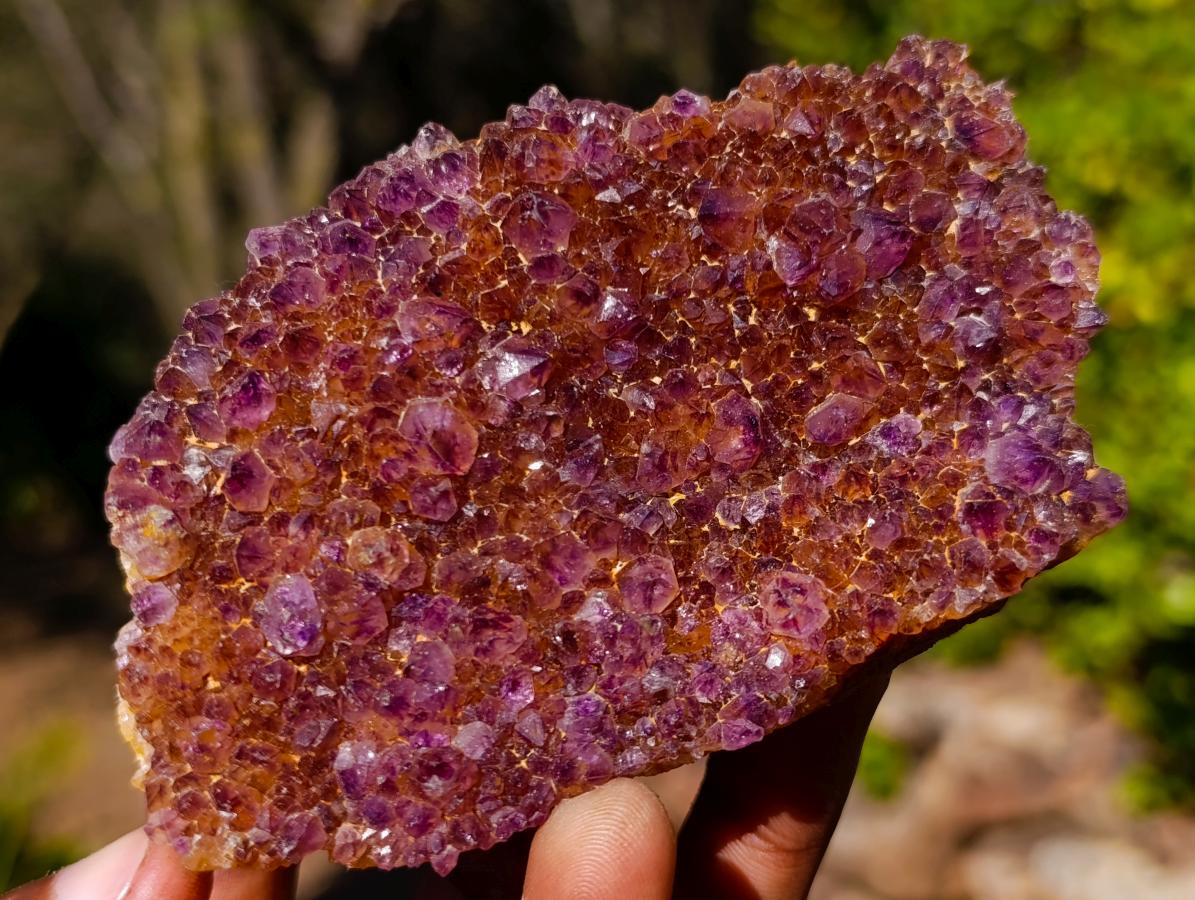 Natural Dark Purple Amethyst Clusters x 12 From Boekenhouthoek, South Africa