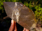 Polished Large Window Quartz Crystal with White Tourmalinated Needle Inclusions x 1 From Madagascar