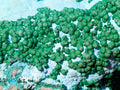 Natural Large Botryoidal Chrysocolla Specimen with Ball Malachite x 1 From Congo