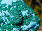 Natural Large Botryoidal Chrysocolla Specimen with Ball Malachite x 1 From Congo