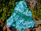Natural Large Botryoidal Chrysocolla Specimen with Ball Malachite x 1 From Congo