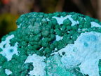 Natural Large Botryoidal Chrysocolla Specimen with Ball Malachite x 1 From Congo