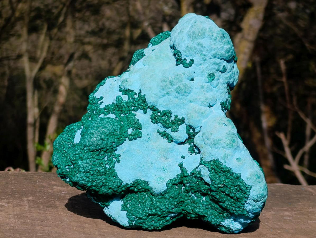 Natural Large Botryoidal Chrysocolla Specimen with Ball Malachite x 1 From Congo