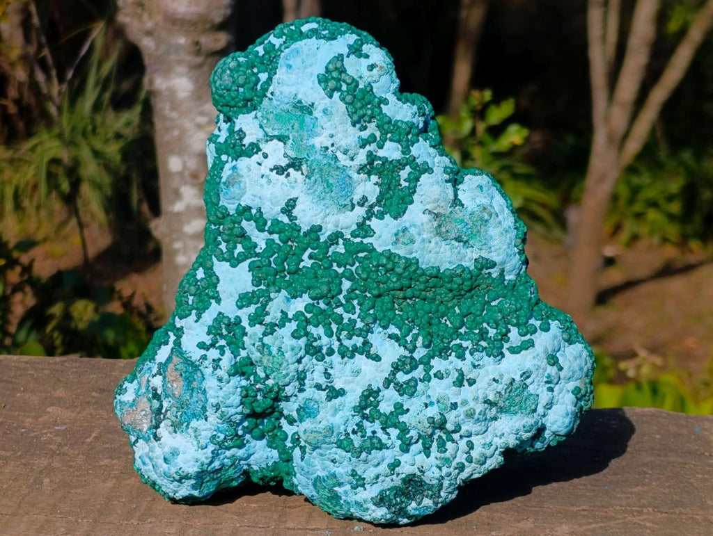 Natural Large Botryoidal Chrysocolla Specimen with Ball Malachite x 1 From Congo