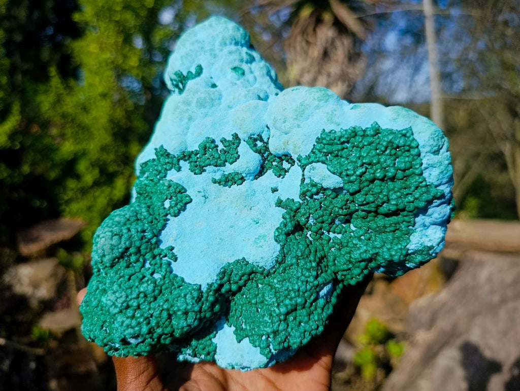 Natural Large Botryoidal Chrysocolla Specimen with Ball Malachite x 1 From Congo