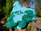 Natural Large Botryoidal Chrysocolla Specimen with Ball Malachite x 1 From Congo