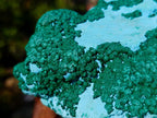 Natural Large Botryoidal Chrysocolla Specimen with Ball Malachite x 1 From Congo
