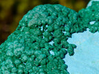Natural Large Botryoidal Chrysocolla Specimen with Ball Malachite x 1 From Congo
