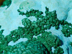 Natural Large Botryoidal Chrysocolla Specimen with Ball Malachite x 1 From Congo