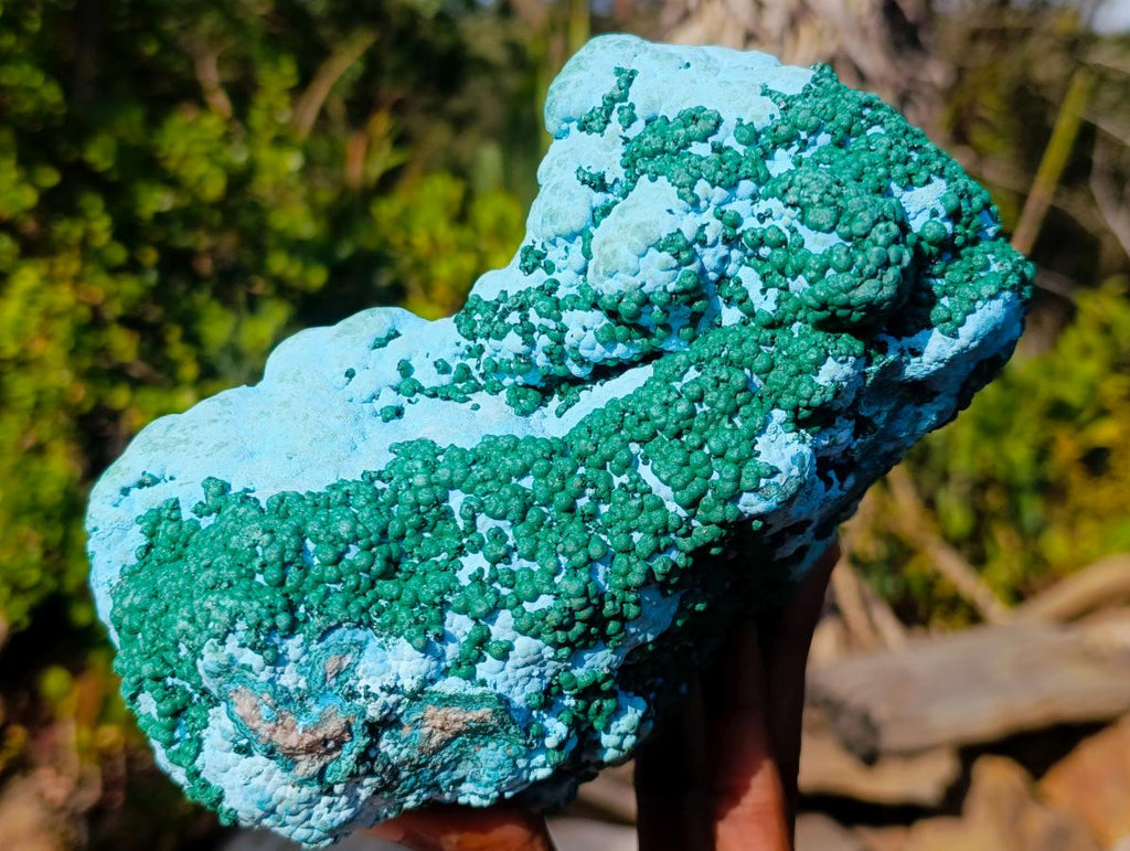 Natural Large Botryoidal Chrysocolla Specimen with Ball Malachite x 1 From Congo