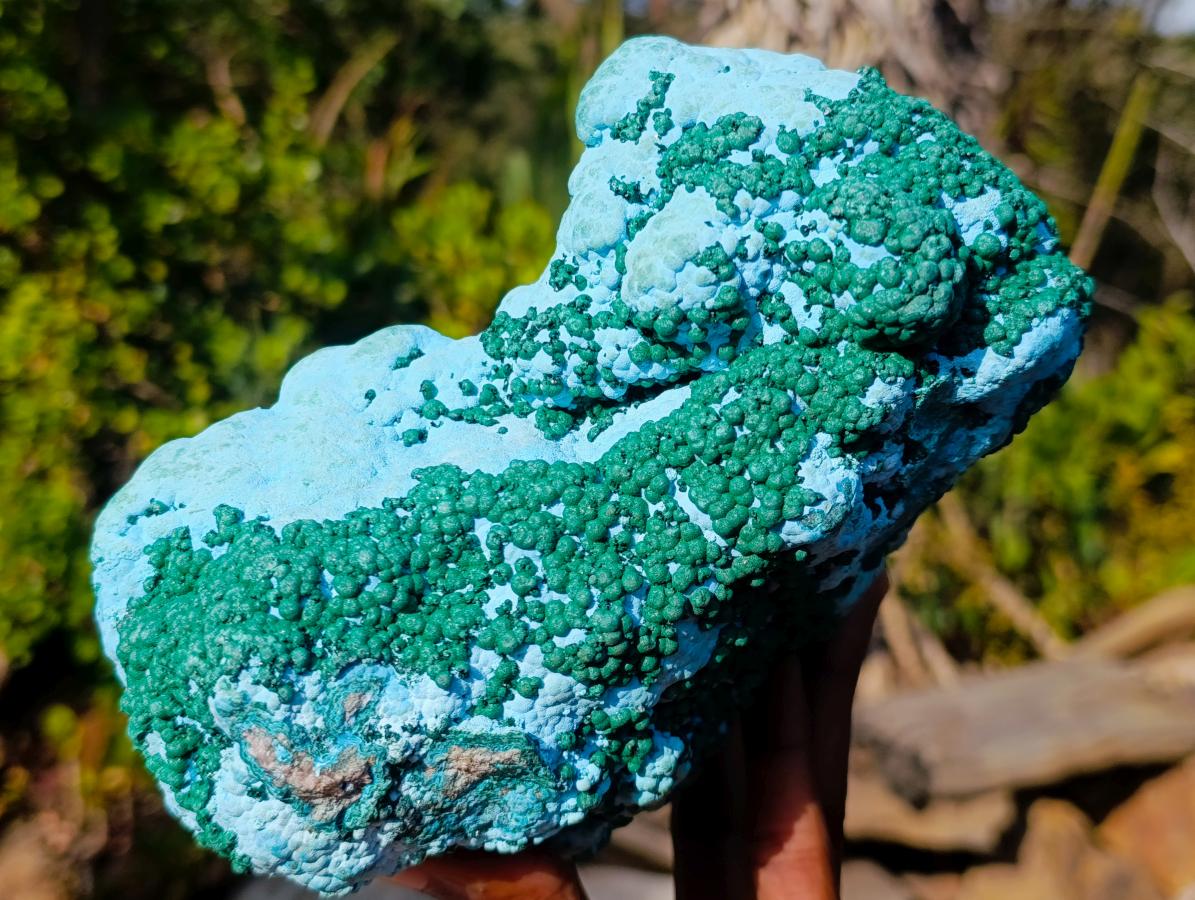 Natural Large Botryoidal Chrysocolla Specimen with Ball Malachite x 1 From Congo