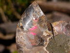 Polished Cleoniceras Ammonite Fossil Pairs x 6 pairs From Tulear, Madagascar
