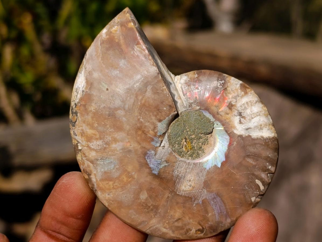 Polished Cleoniceras Ammonite Fossil Pairs x 6 pairs From Tulear, Madagascar