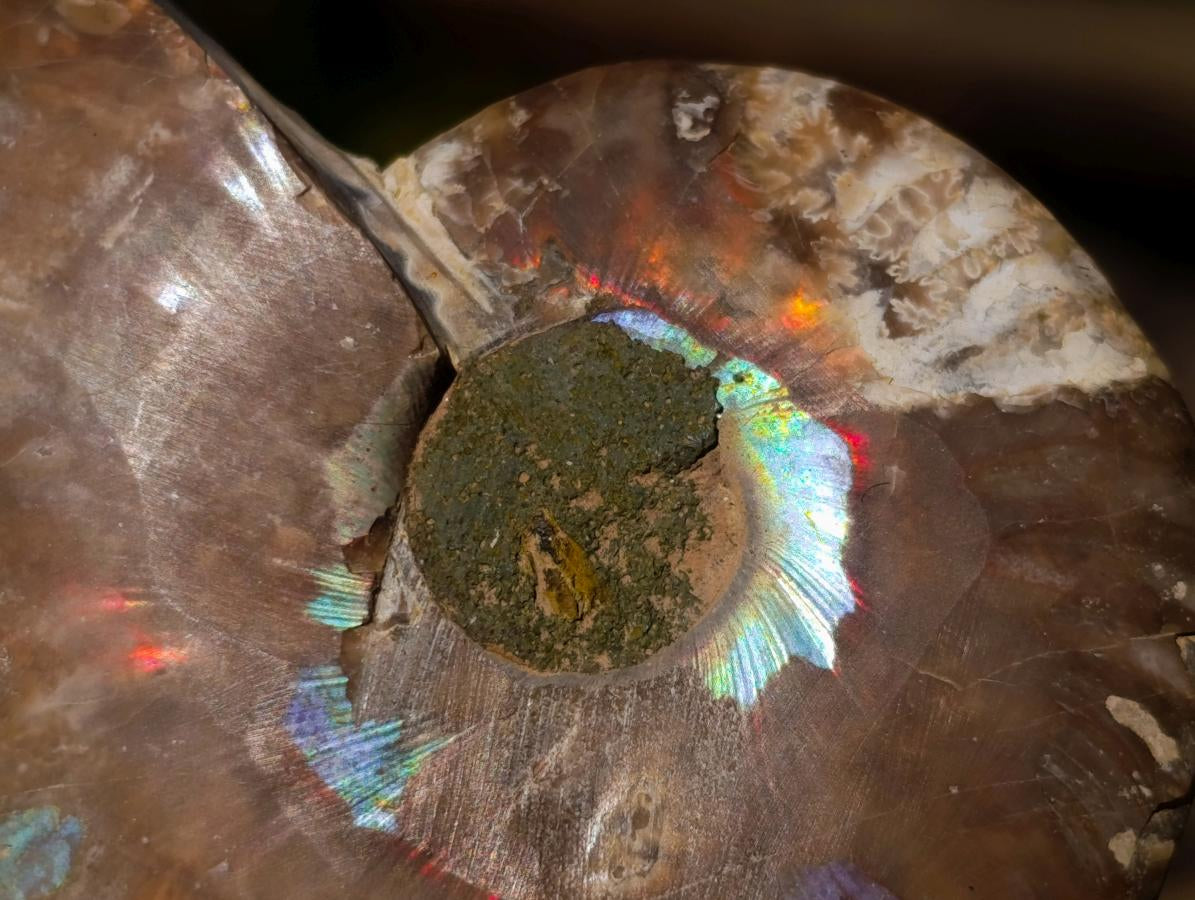 Polished Cleoniceras Ammonite Fossil Pairs x 6 pairs From Tulear, Madagascar