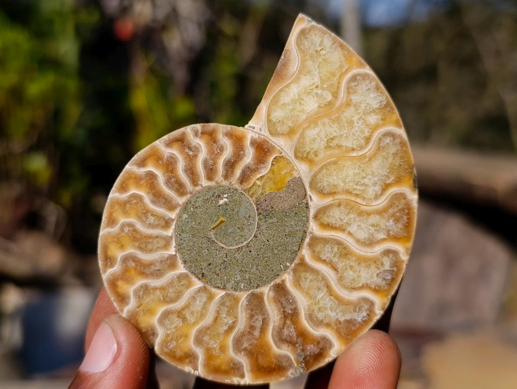 Polished Cleoniceras Ammonite Fossil Pairs x 6 pairs From Tulear, Madagascar