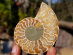Polished Cleoniceras Ammonite Fossil Pairs x 6 pairs From Tulear, Madagascar