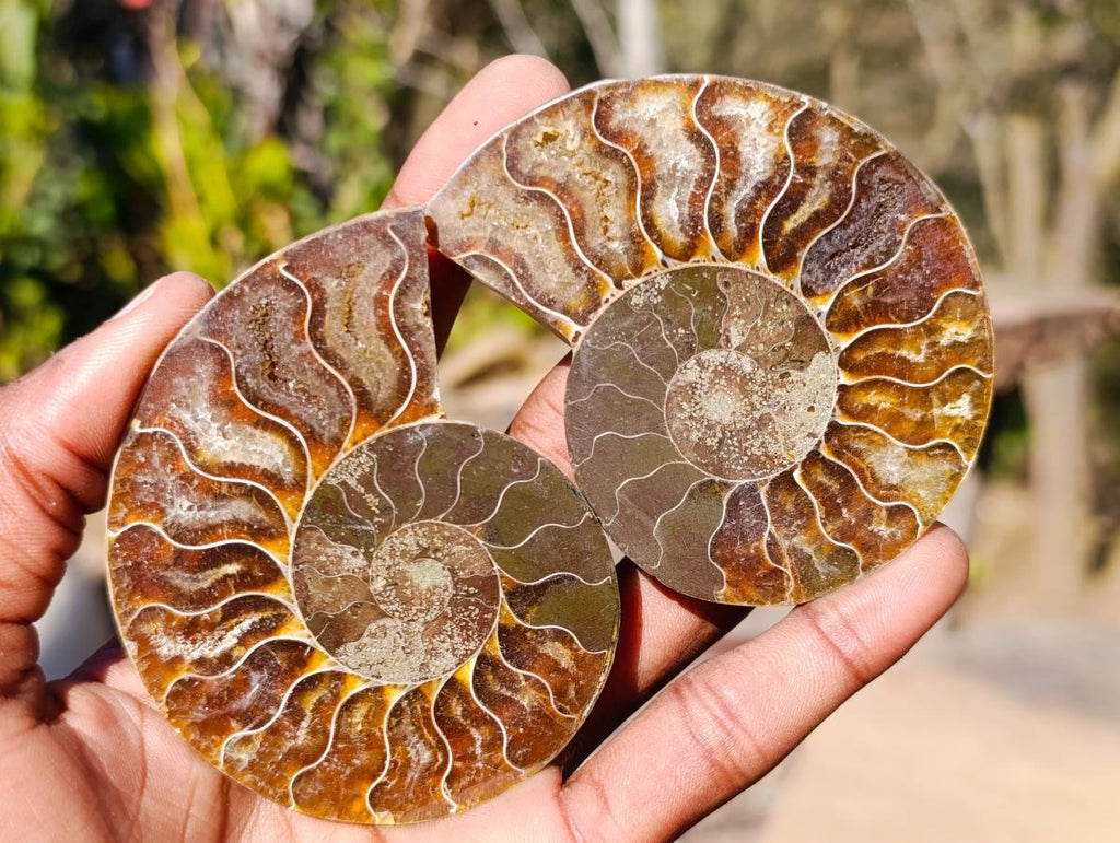 Polished Cleoniceras Ammonite Fossil Pairs x 6 pairs From Tulear, Madagascar