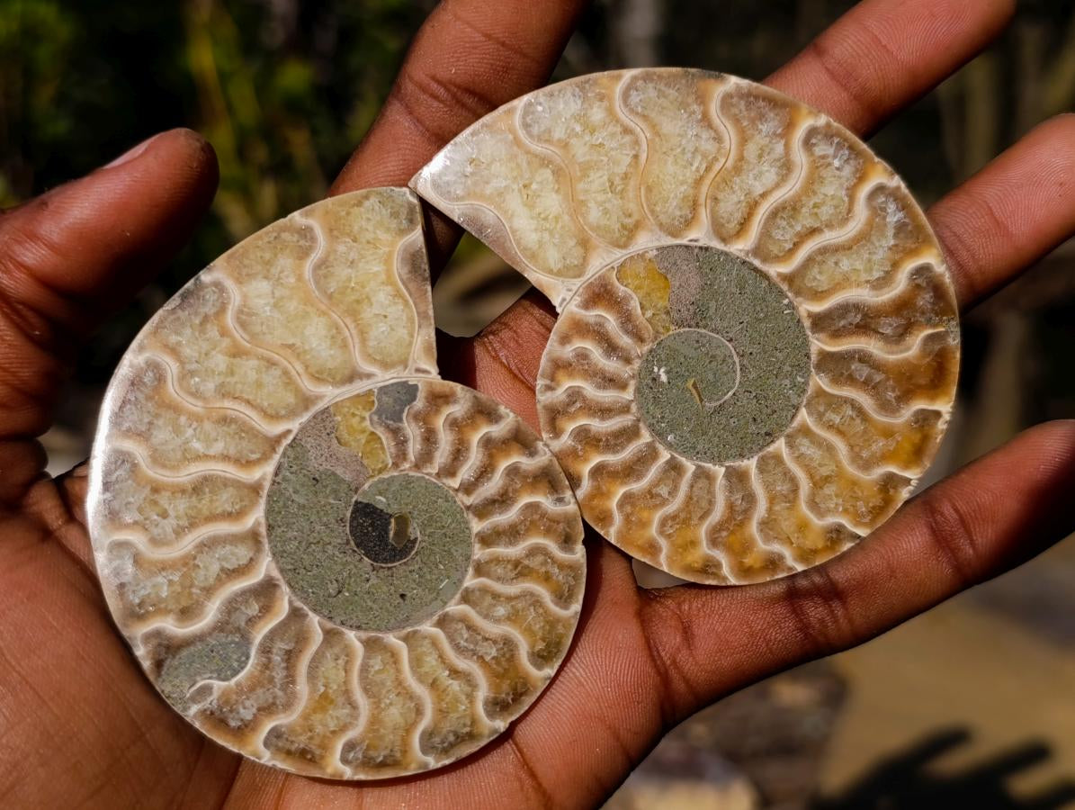 Polished Cleoniceras Ammonite Fossil Pairs x 6 pairs From Tulear, Madagascar