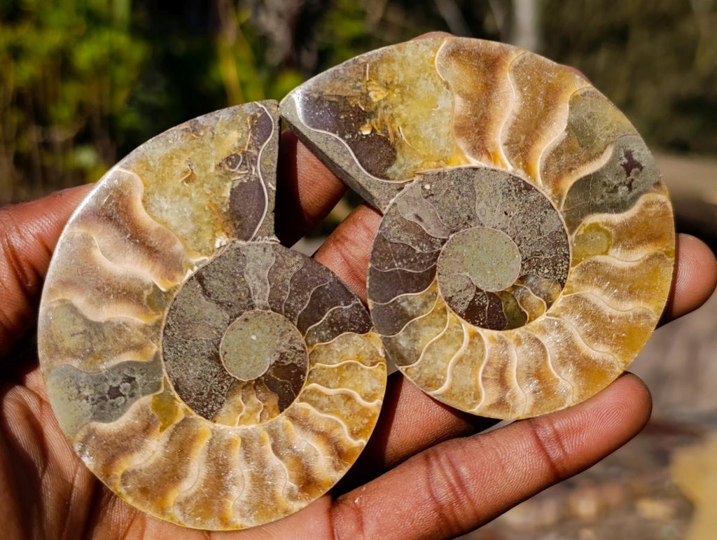 Polished Cleoniceras Ammonite Fossil Pairs x 6 pairs From Tulear, Madagascar