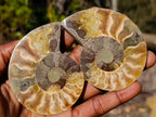 Polished Cleoniceras Ammonite Fossil Pairs x 6 pairs From Tulear, Madagascar