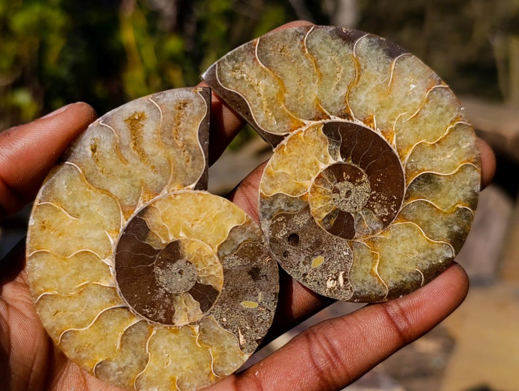 Polished Cleoniceras Ammonite Fossil Pairs x 6 pairs From Tulear, Madagascar