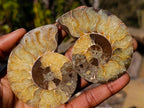 Polished Cleoniceras Ammonite Fossil Pairs x 6 pairs From Tulear, Madagascar