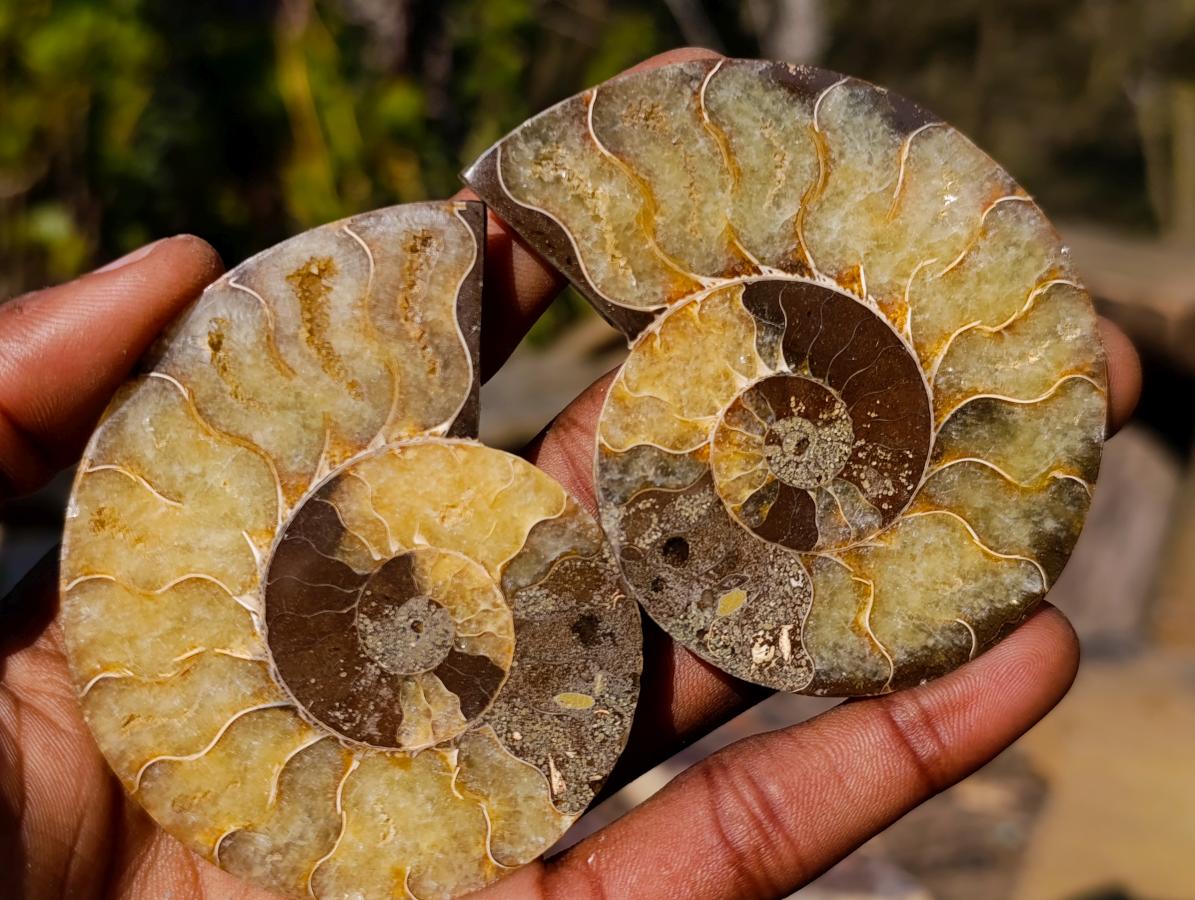 Polished Cleoniceras Ammonite Fossil Pairs x 6 pairs From Tulear, Madagascar
