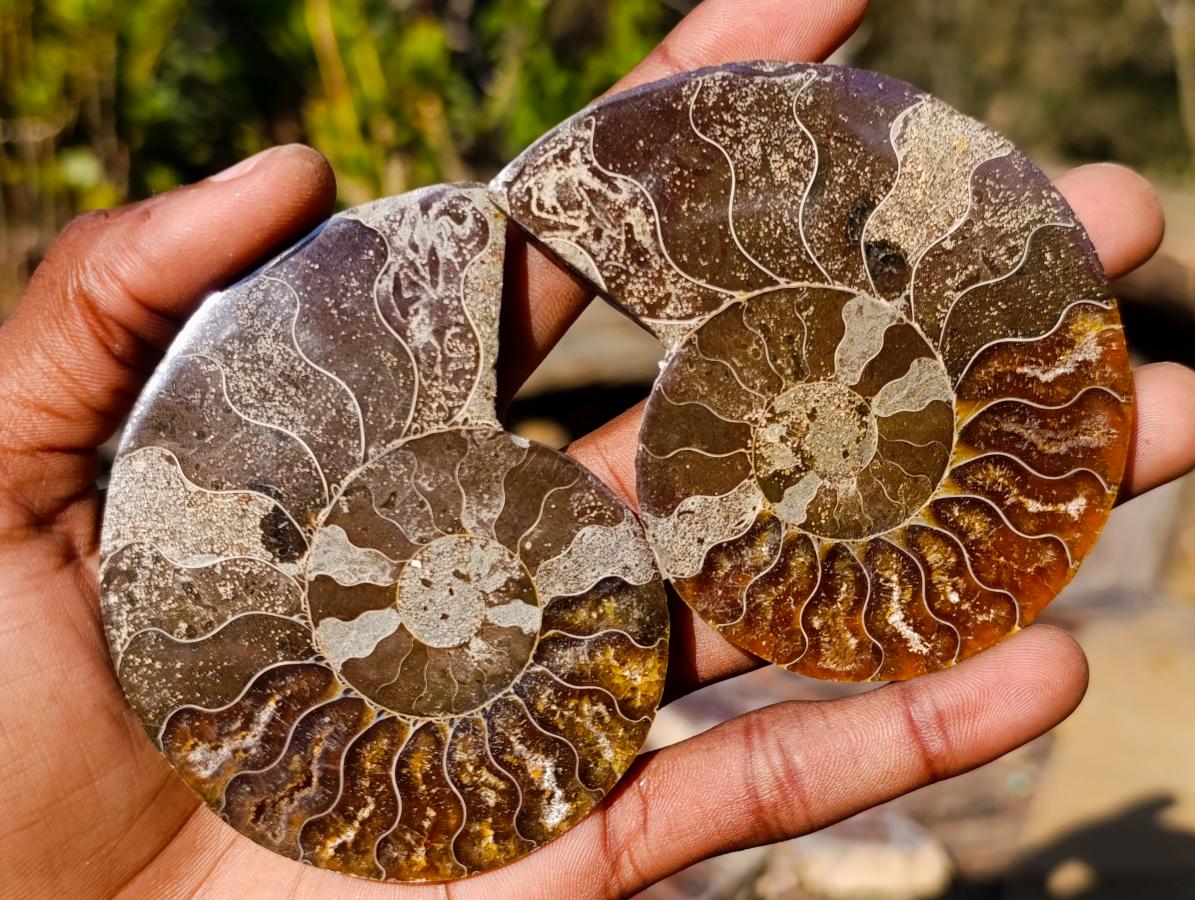 Polished Cleoniceras Ammonite Fossil Pairs x 6 pairs From Tulear, Madagascar