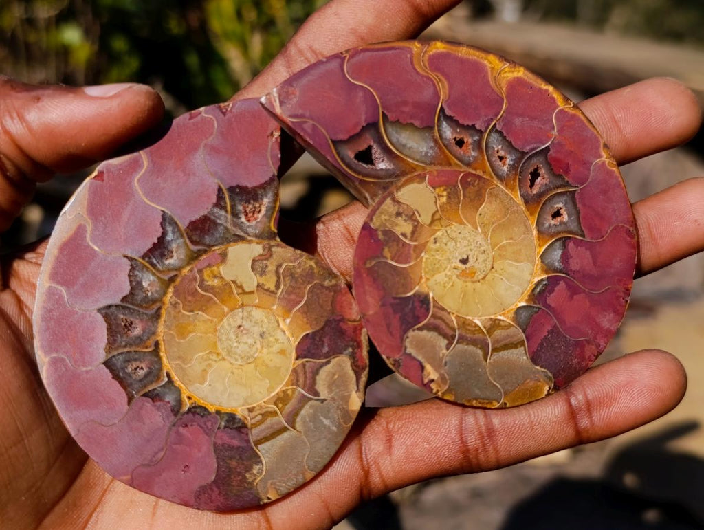 Polished Cleoniceras Ammonite Fossil Pairs x 6 pairs From Tulear, Madagascar