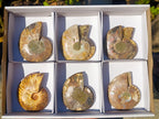Polished Cleoniceras Ammonite Fossil Pairs x 6 pairs From Tulear, Madagascar