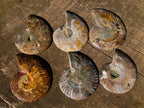 Polished Cleoniceras Ammonite Fossil Pairs x 6 pairs From Tulear, Madagascar