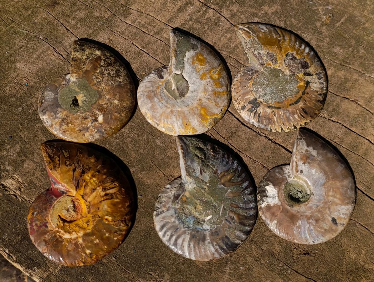 Polished Cleoniceras Ammonite Fossil Pairs x 6 pairs From Tulear, Madagascar