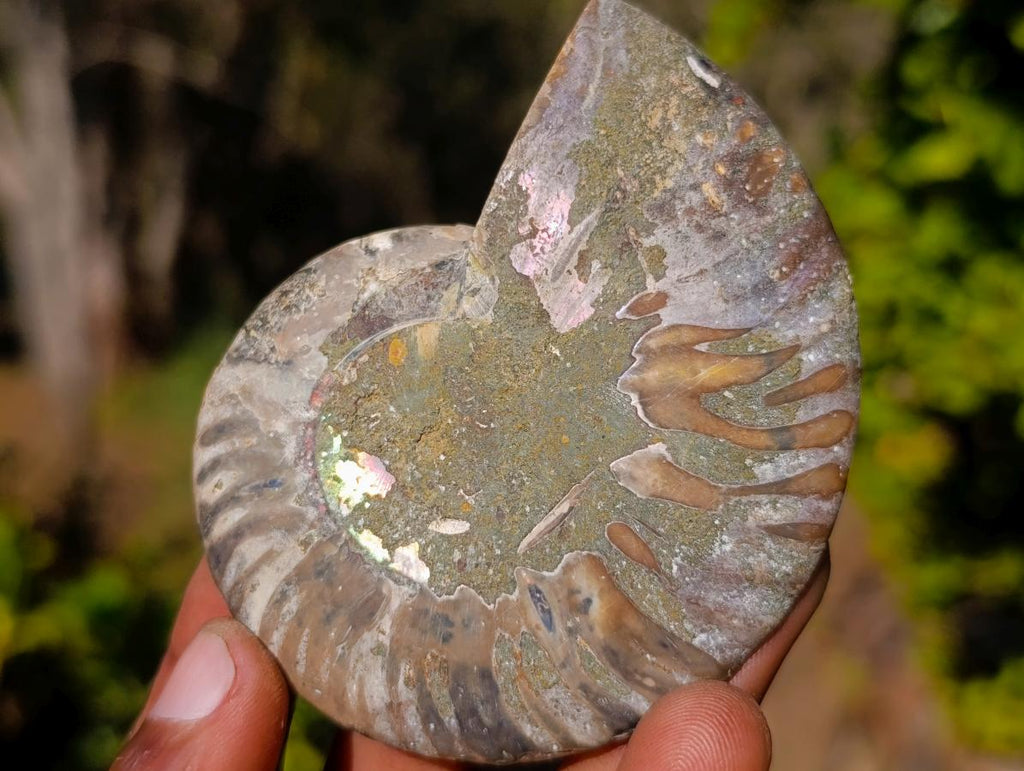 Polished Cleoniceras Ammonite Fossil Pairs x 6 pairs From Tulear, Madagascar