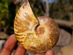 Polished Cleoniceras Ammonite Fossil Pairs x 6 pairs From Tulear, Madagascar