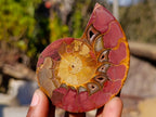 Polished Cleoniceras Ammonite Fossil Pairs x 6 pairs From Tulear, Madagascar