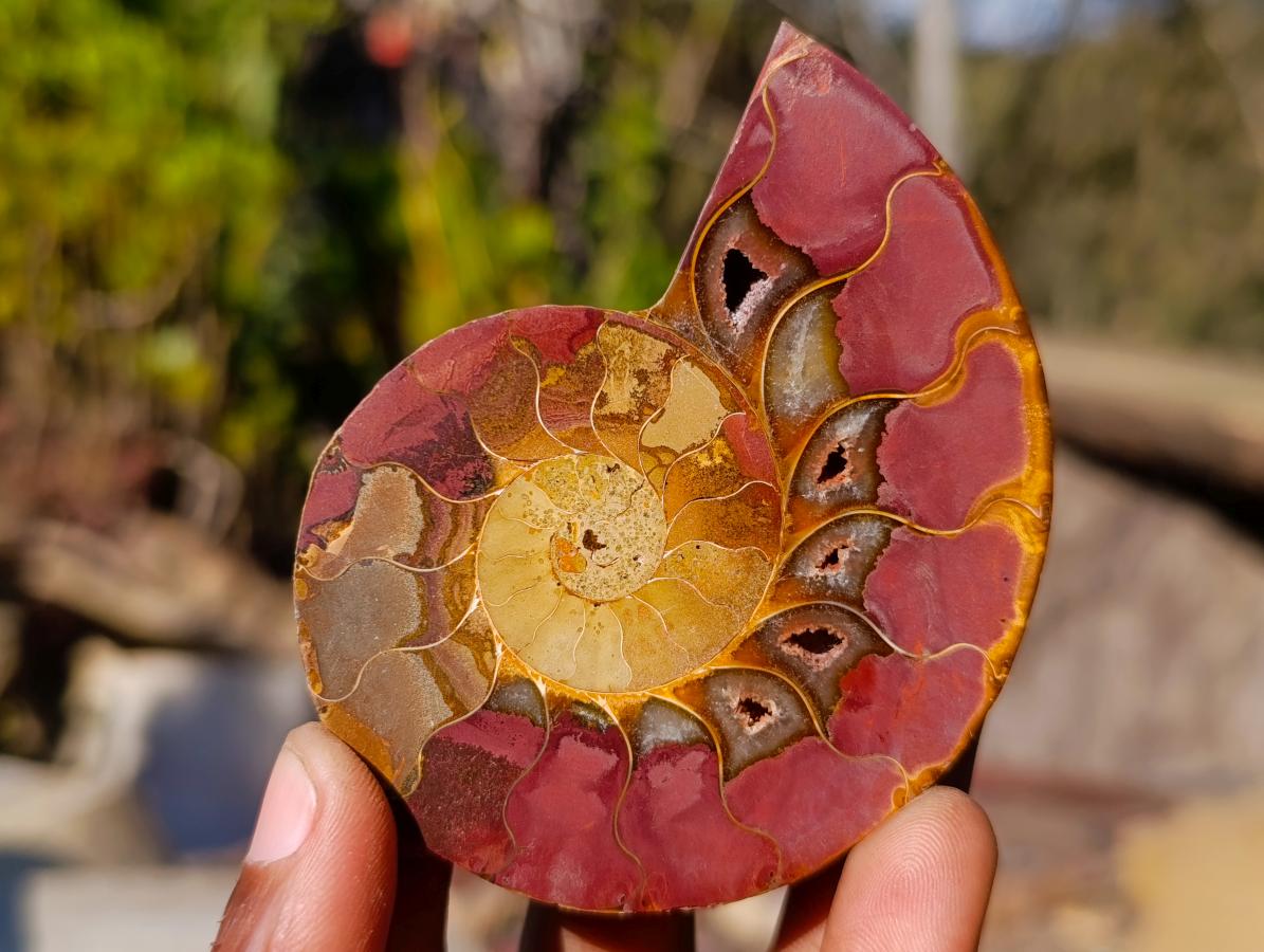 Polished Cleoniceras Ammonite Fossil Pairs x 6 pairs From Tulear, Madagascar