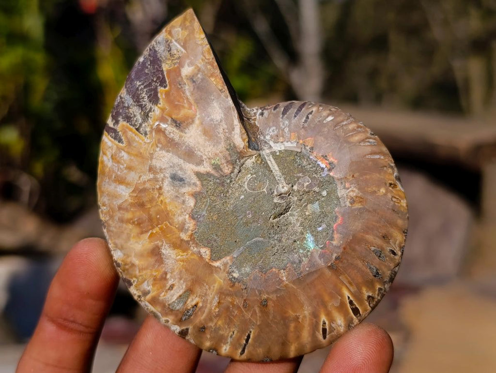 Polished Cleoniceras Ammonite Fossil Pairs x 6 pairs From Tulear, Madagascar