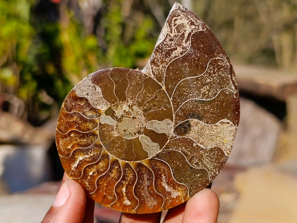 Polished Cleoniceras Ammonite Fossil Pairs x 6 pairs From Tulear, Madagascar
