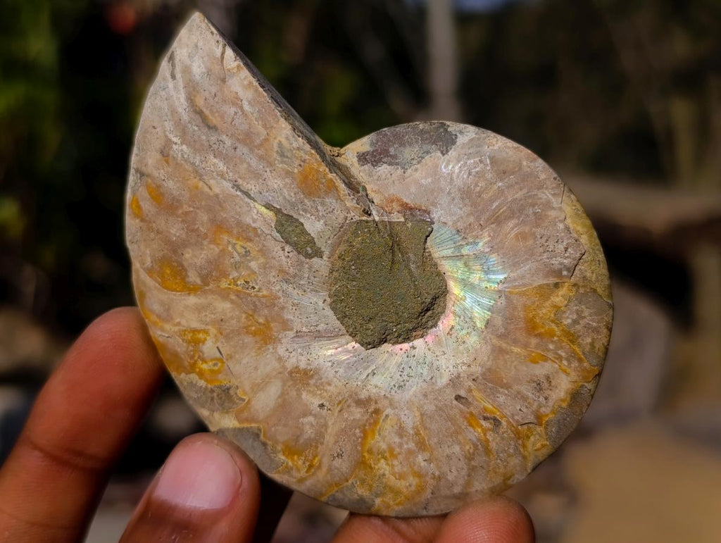 Polished Cleoniceras Ammonite Fossil Pairs x 6 pairs From Tulear, Madagascar
